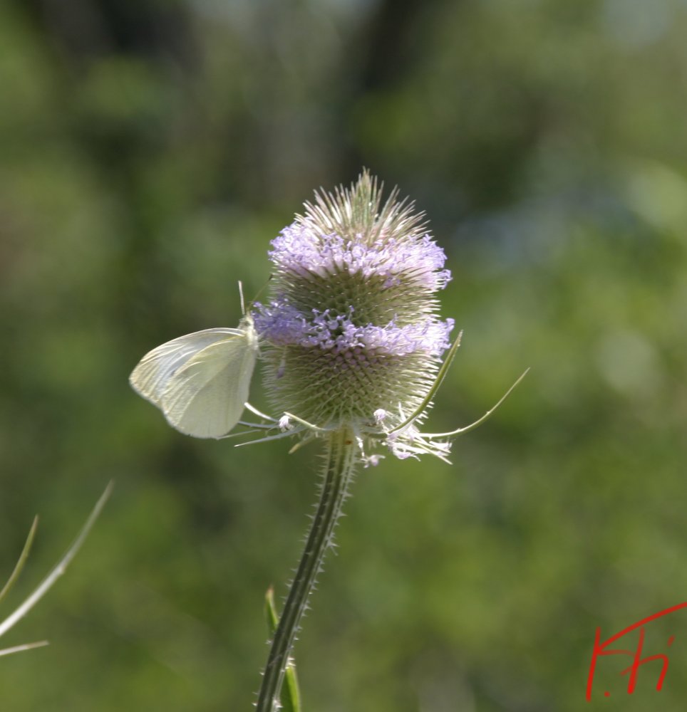 Distel und Falter