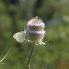 Distel und Falter