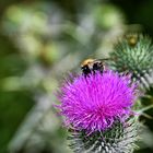 Distel und Hummel