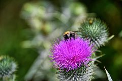 Distel und Hummel