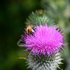 Distel und Hummel im Quadrat