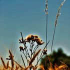 Distel und Korn