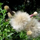 Distel und Libelle