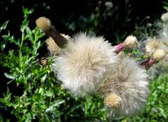 Distel und Libelle