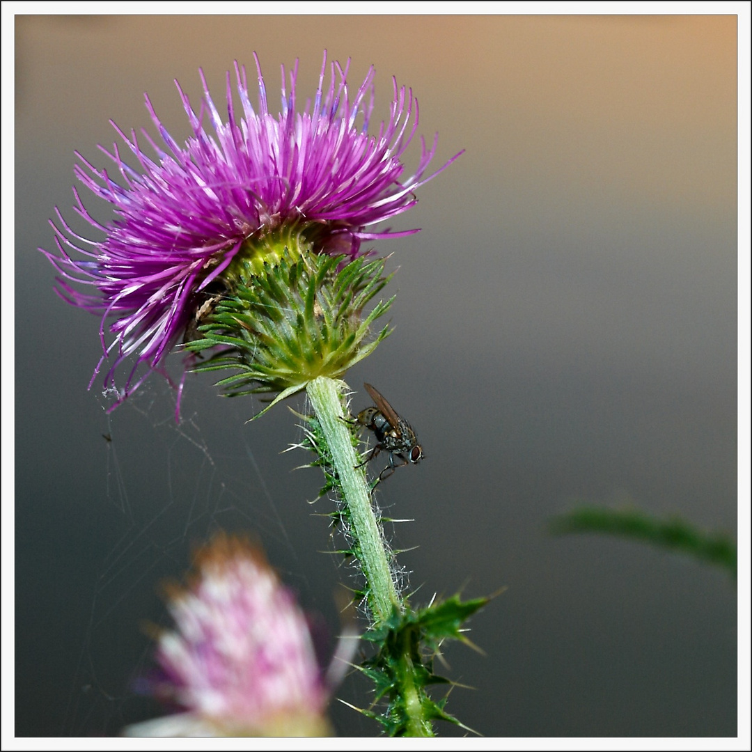 Distel und mehr