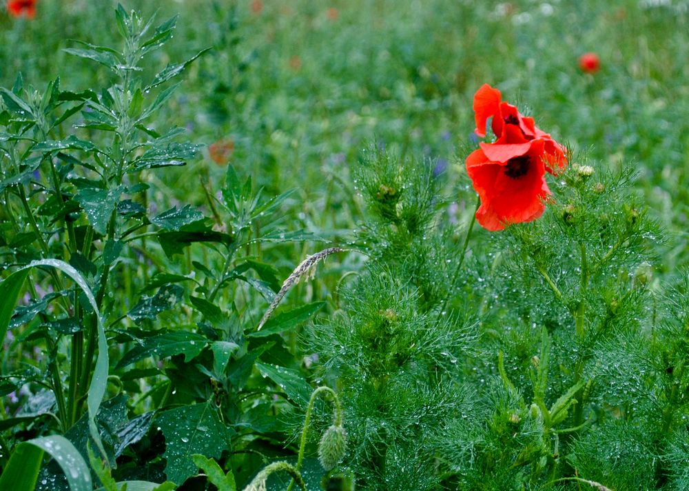 Distel und Mohn