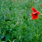 Distel und Mohn