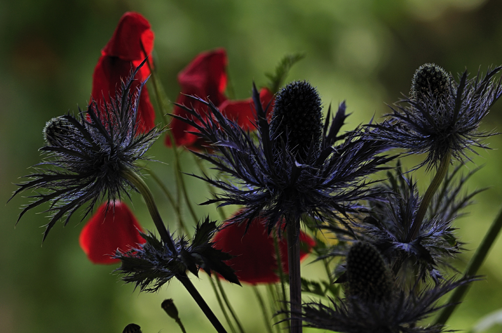 Distel und Mohn