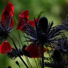 Distel und Mohn