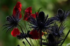 Distel und Mohn