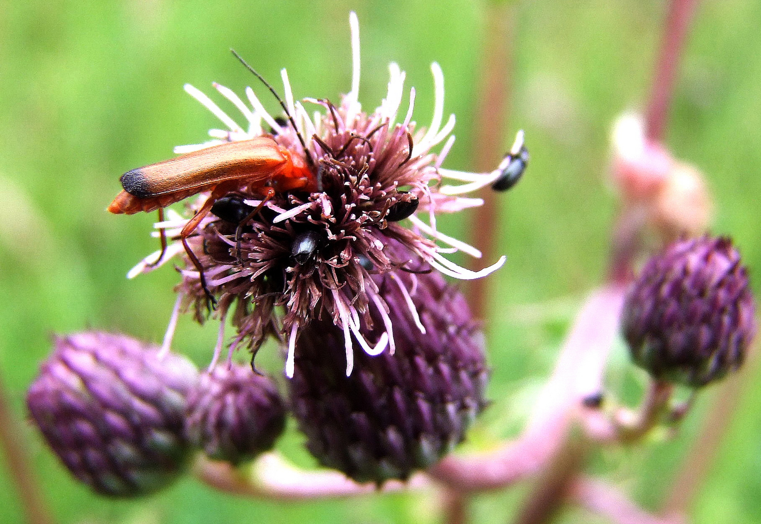 Distel und Partner