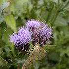 Distel und Schmetterling