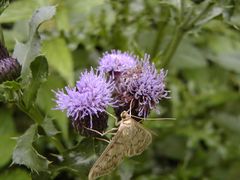 Distel und Schmetterling