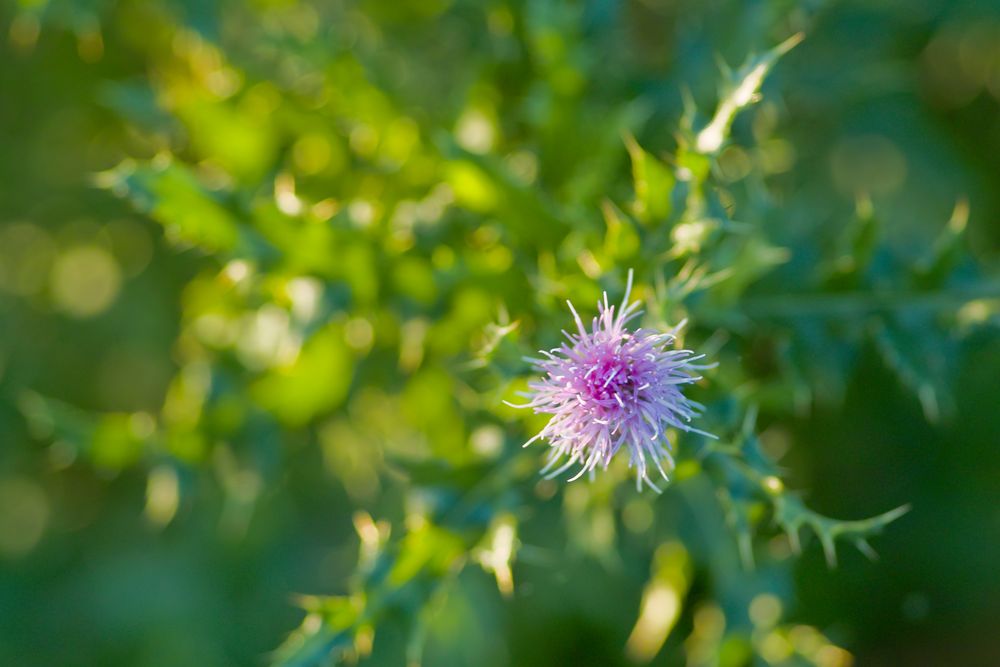 Distel - Unkraut von J.Langford 