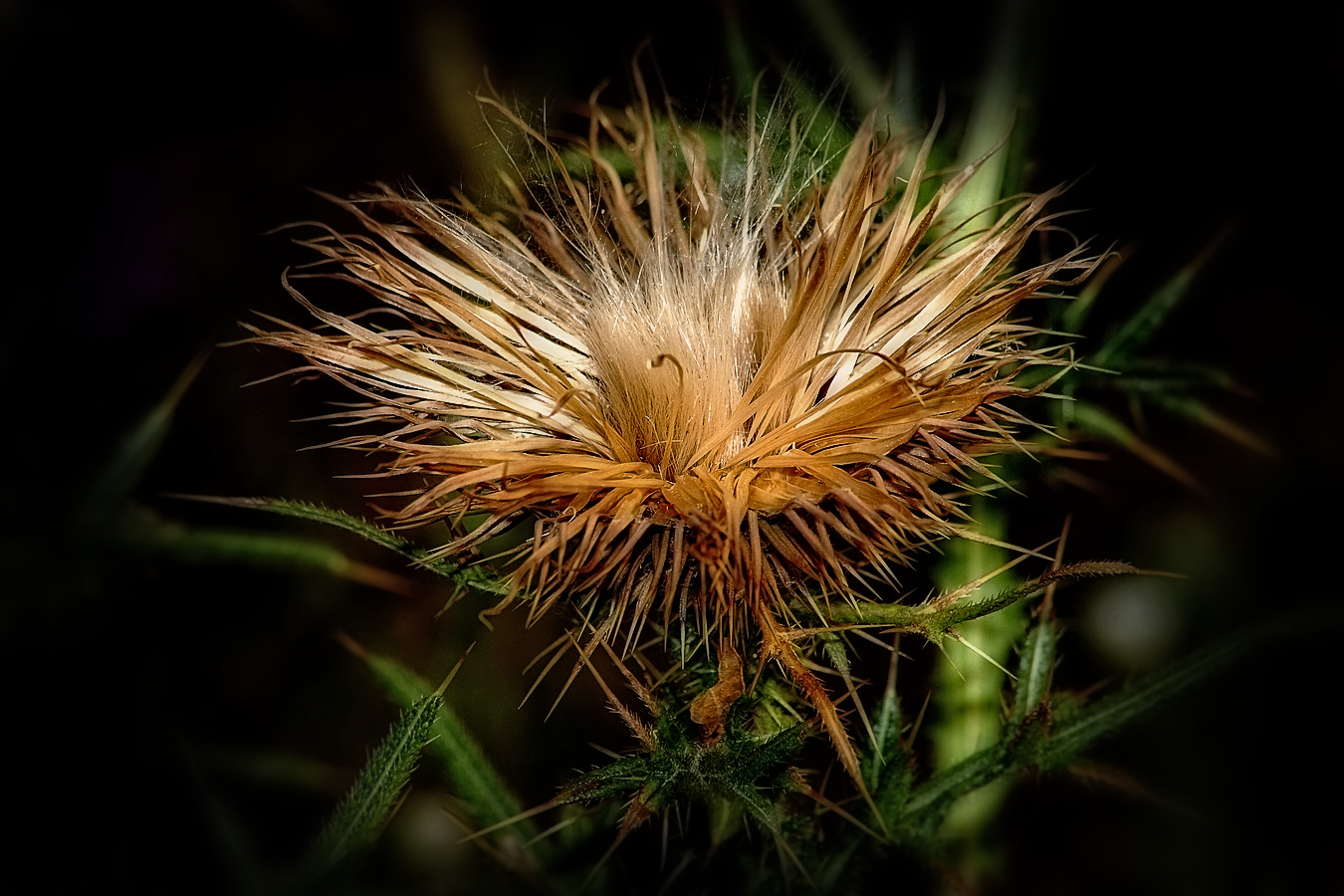 DISTEL Variation 1