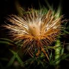 DISTEL Variation 1