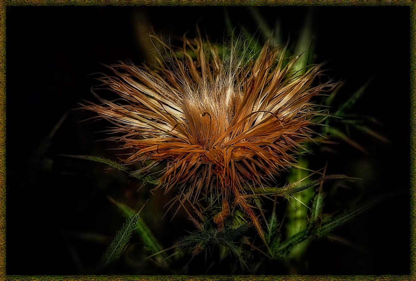 Distel Variation 2