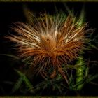 Distel Variation 2