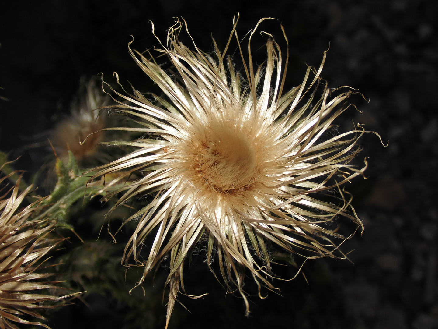 Distel verblüht