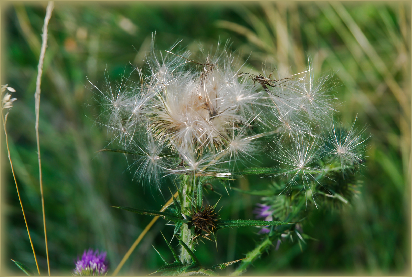 Distel verblüht