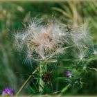 Distel verblüht