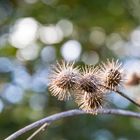 Distel, verblüht und vertrocknet