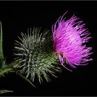 DISTEL VIII