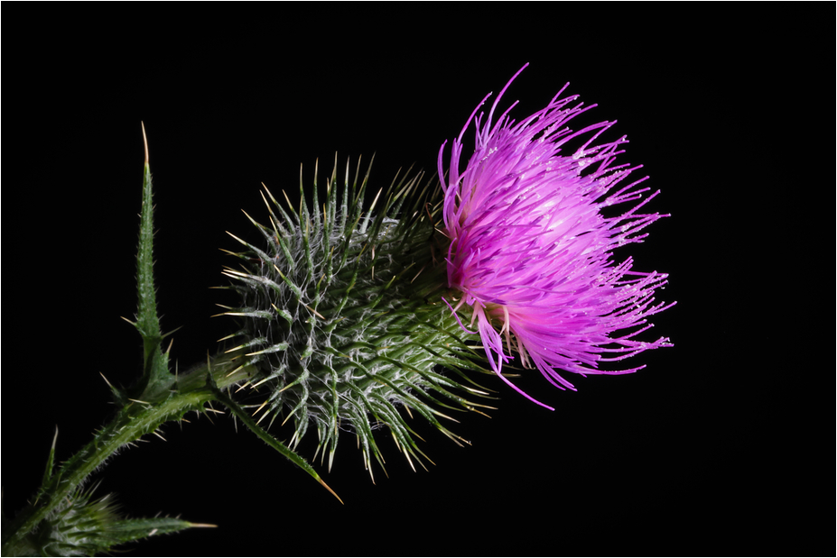 DISTEL VIII