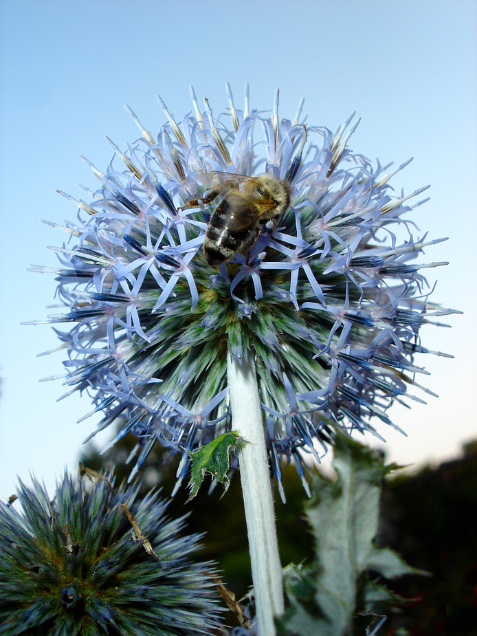 Distel violett mit Biene