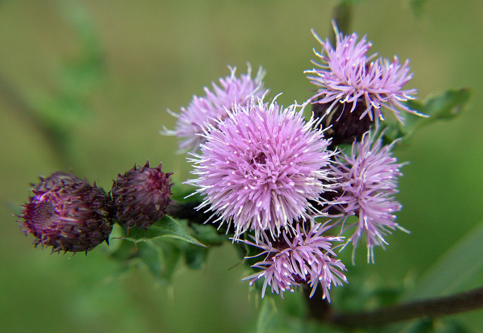 Distel von Callantsoog