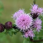 Distel von Callantsoog