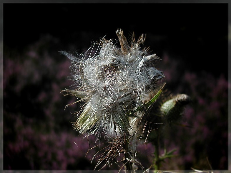 Distel vor blühender Heide