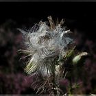 Distel vor blühender Heide