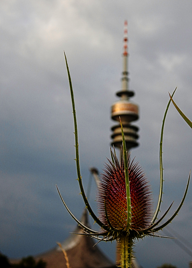 Distel vor dem Olympiaturm