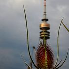 Distel vor dem Olympiaturm