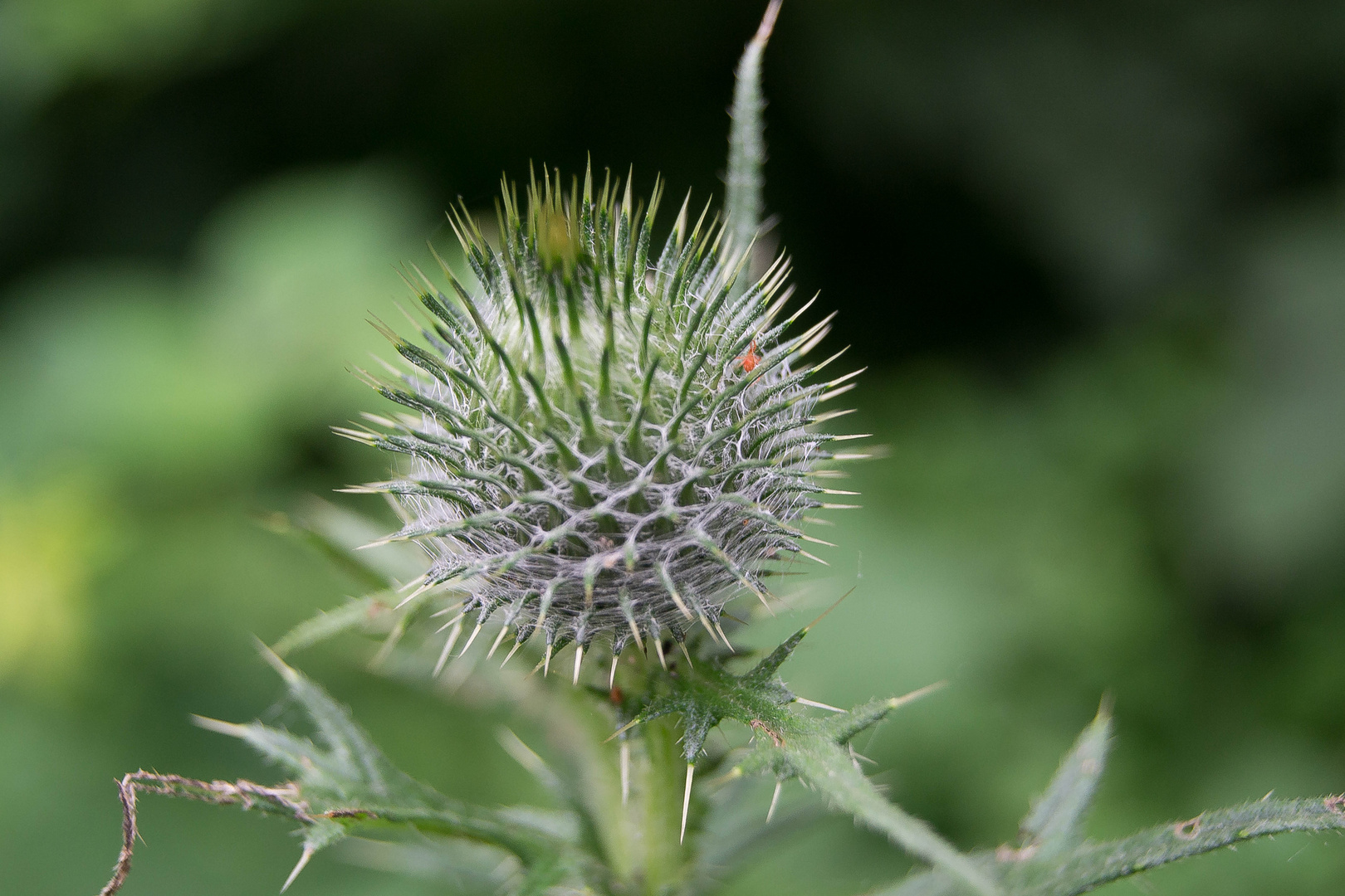 Distel vor der Blüte