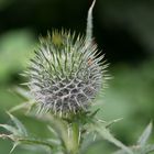 Distel vor der Blüte