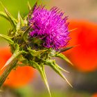 Distel vor Mohn