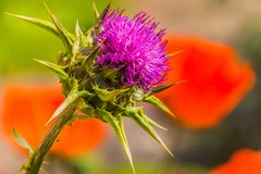 Distel vor Mohn