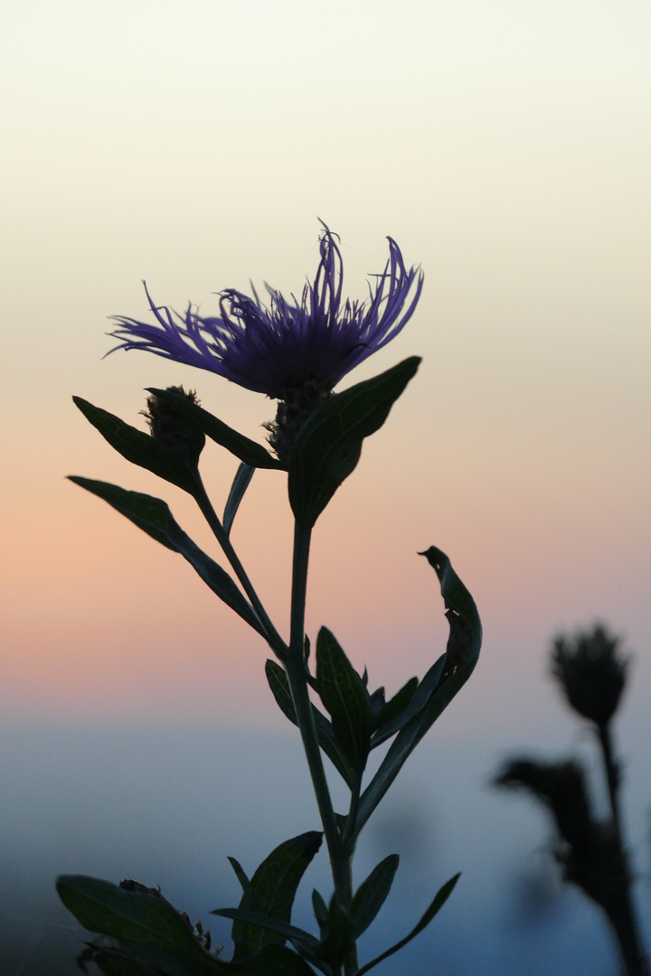 Distel vor Sonnenuntergang