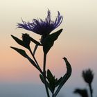 Distel vor Sonnenuntergang