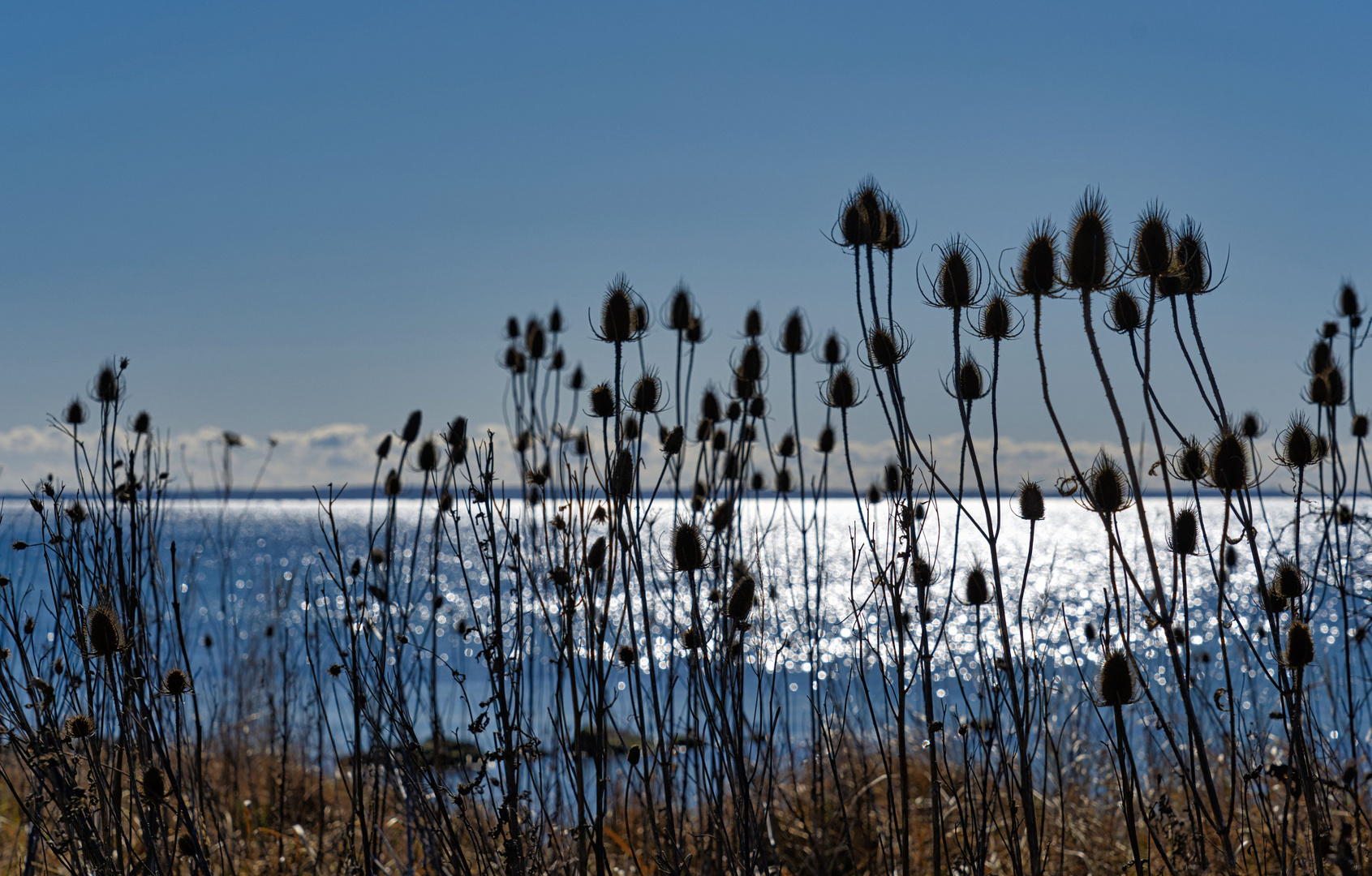 Distel, Wilde Karde