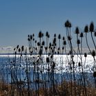 Distel, Wilde Karde