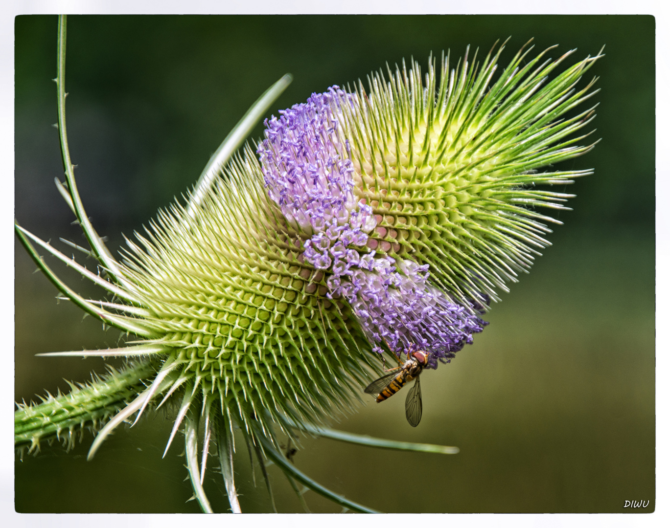 Distel - Wilde Karde