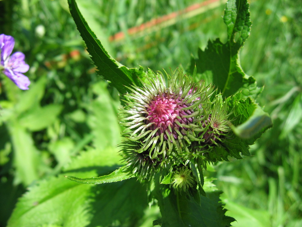 Distel, Wutachschlucht 2005