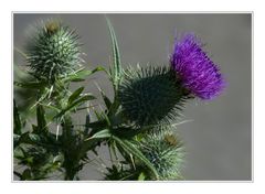 Distel01