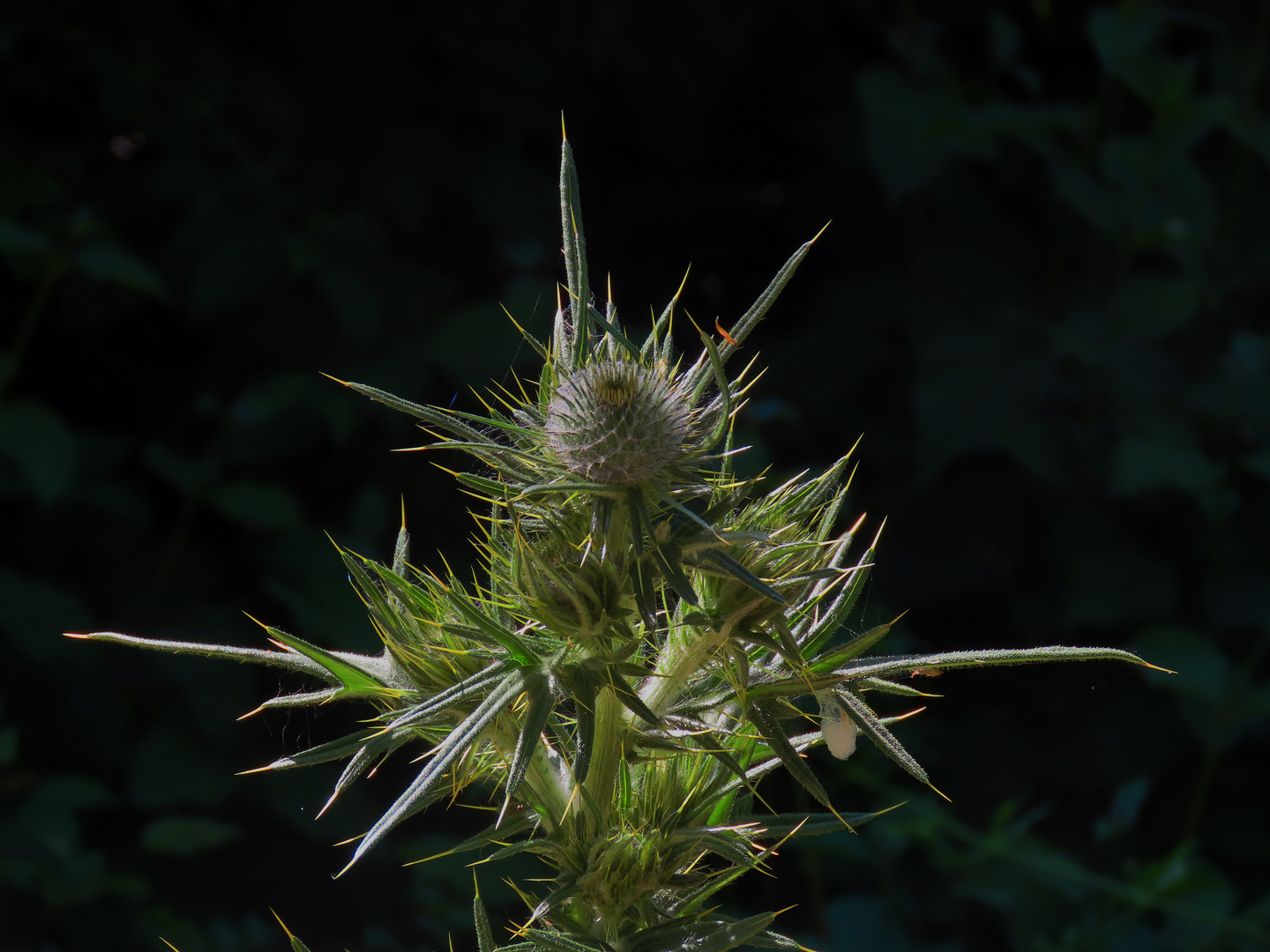 Distel01