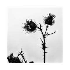 Distel_03