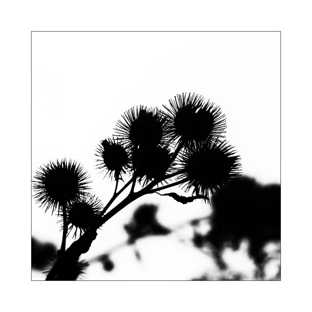 Distel_04