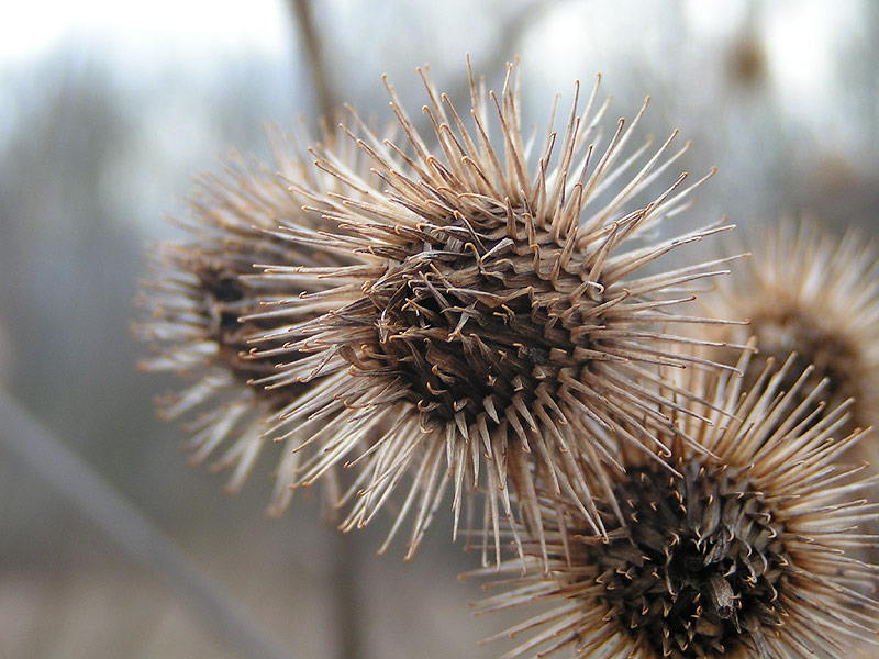 DISTEL#1